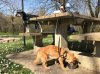 Juli enjoying his lunch, in a nice 'aire' in France, but what's Ernie watching?